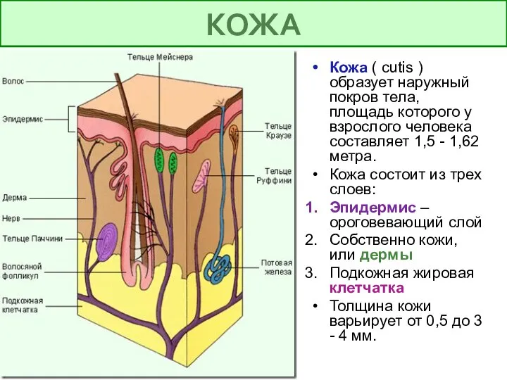 Кожа ( cutis ) образует наружный покров тела, площадь которого у