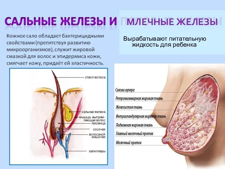 МЛЕЧНЫЕ ЖЕЛЕЗЫ Вырабатывают питательную жидкость для ребенка