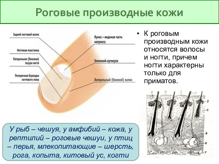 Роговые производные кожи К роговым производным кожи относятся волосы и ногти,