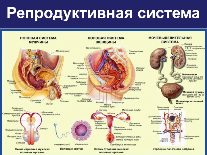 Репродуктивная система