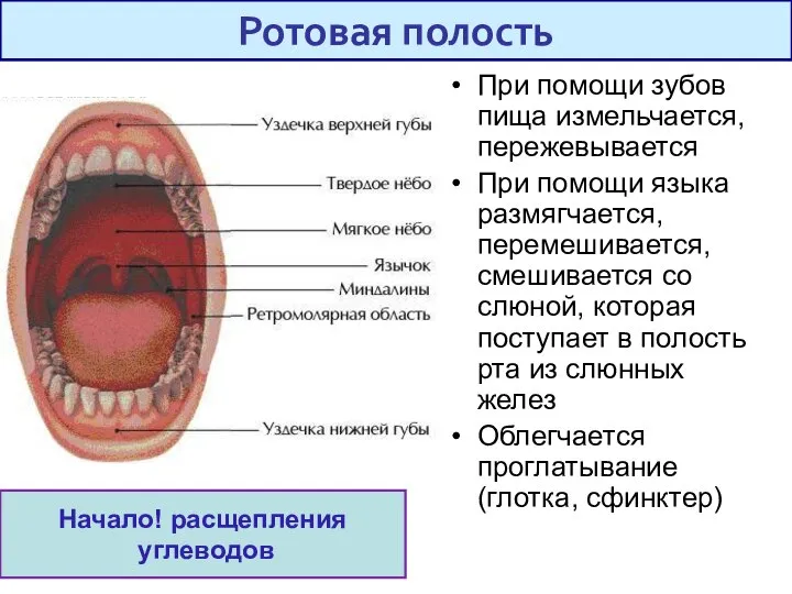 При помощи зубов пища измельчается, пережевывается При помощи языка размягчается, перемешивается,