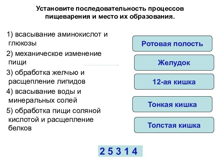 Установите последовательность процессов пищеварения и место их образования. 1) всасывание аминокислот