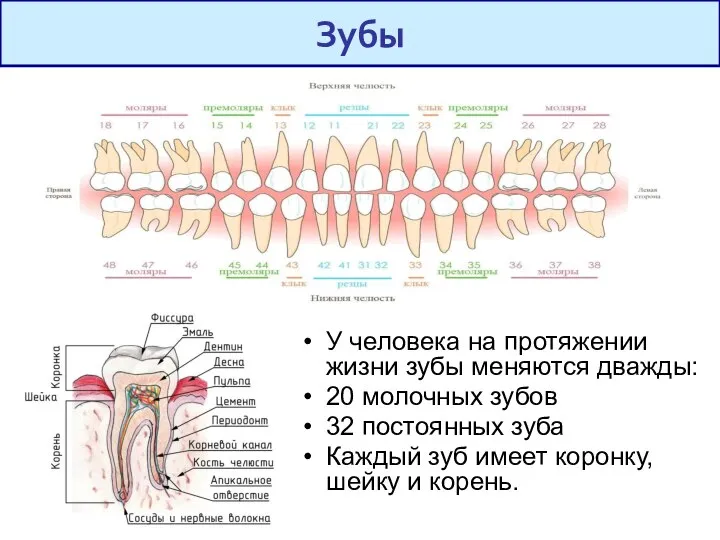 У человека на протяжении жизни зубы меняются дважды: 20 молочных зубов