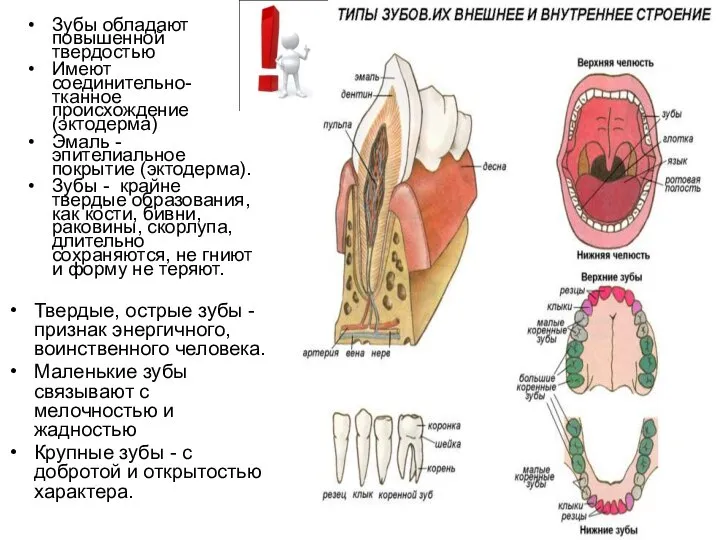Зубы обладают повышенной твердостью Имеют соединительно-тканное происхождение (эктодерма) Эмаль - эпителиальное