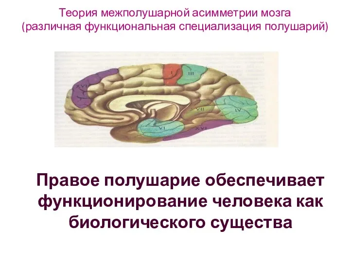 Теория межполушарной асимметрии мозга (различная функциональная специализация полушарий) Правое полушарие обеспечивает функционирование человека как биологического существа