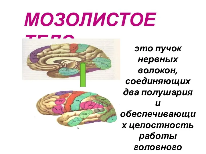 МОЗОЛИСТОЕ ТЕЛО это пучок нервных волокон, соединяющих два полушария и обеспечивающих целостность работы головного мозга