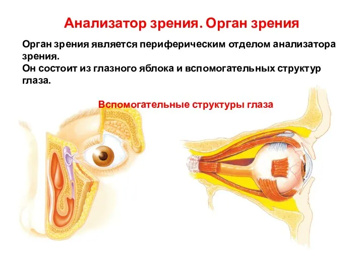 Анализатор зрения. Орган зрения Орган зрения является периферическим отделом анализатора зрения.