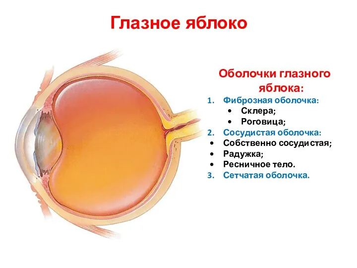 Глазное яблоко Оболочки глазного яблока: Фиброзная оболочка: Склера; Роговица; Сосудистая оболочка: