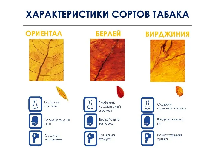 ОРИЕНТАЛ ХАРАКТЕРИСТИКИ СОРТОВ ТАБАКА БЕРЛЕЙ ВИРДЖИНИЯ Сушится на солнце Воздействие на