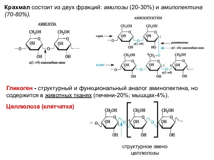 Крахмал состоит из двух фракций: амилозы (20-30%) и амилопектина (70-80%). Гликоген