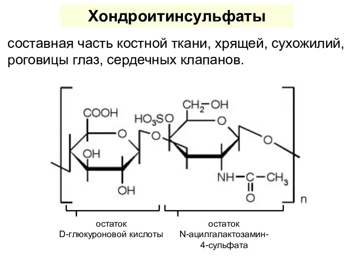 Хондроитинсульфаты составная часть костной ткани, хрящей, сухожилий, роговицы глаз, сердечных клапанов.