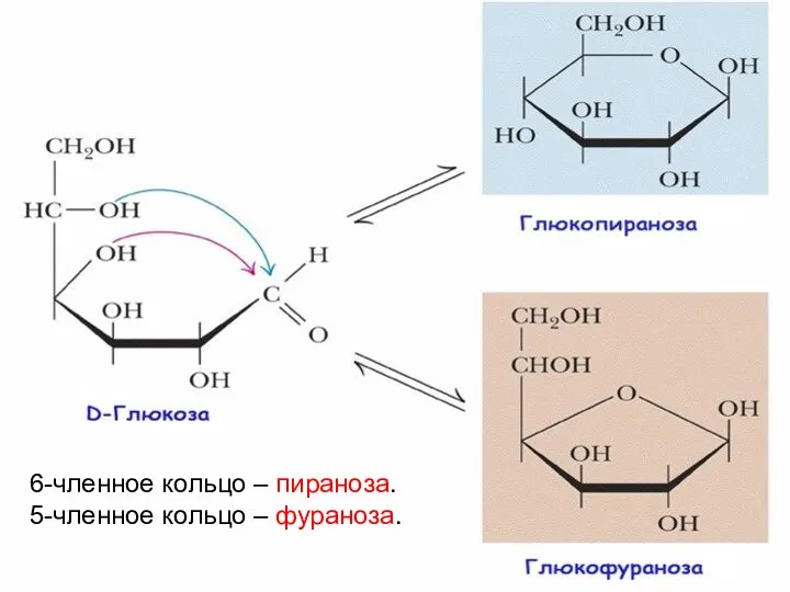 D-глюкоза может циклизоваться двумя способами, давая фуранозную и пиранозную структуры 6.