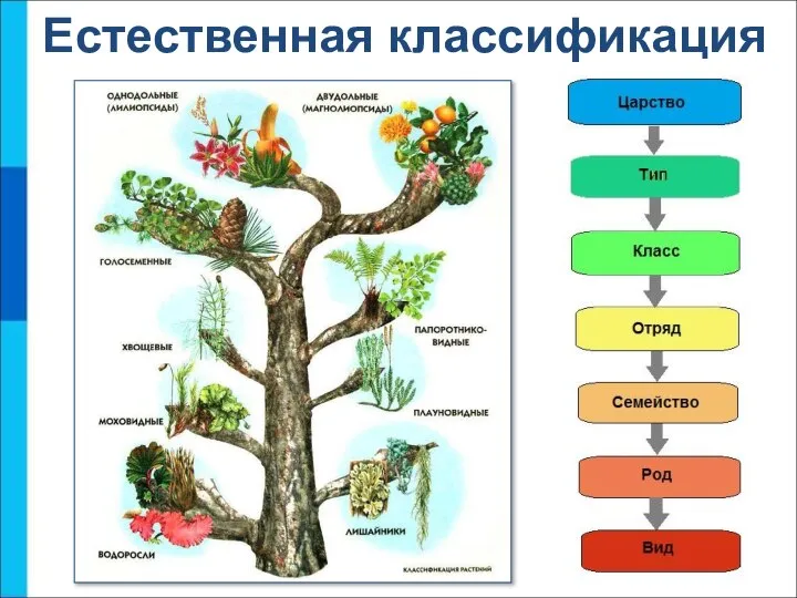 Естественная классификация