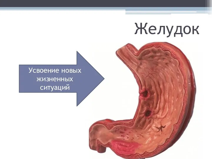 Желудок Усвоение новых жизненных ситуаций