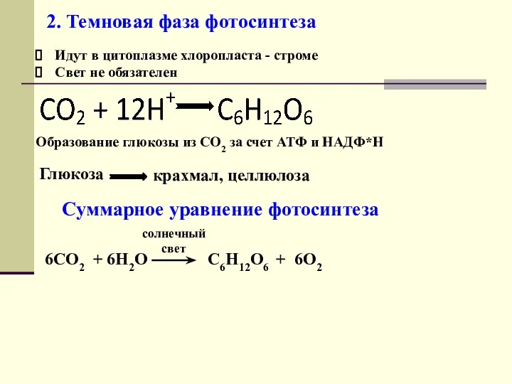 2. Темновая фаза фотосинтеза Идут в цитоплазме хлоропласта - строме Свет