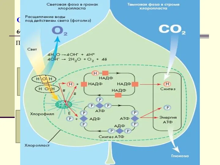 Световая фаза: фотолиз воды; синтез АТФ на гранах хлоропластов. О2 Темновая