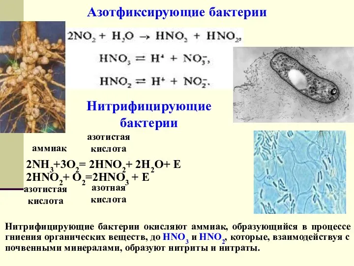 Азотфиксирующие бактерии Нитрифицирующие бактерии окисляют аммиак, образующийся в процессе гниения органических