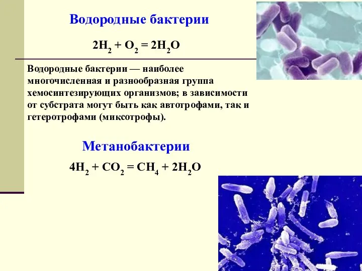 Водородные бактерии 2H2 + O2 = 2H2O Водородные бактерии — наиболее