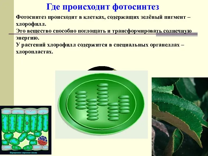 Где происходит фотосинтез Фотосинтез происходит в клетках, содержащих зелёный пигмент –