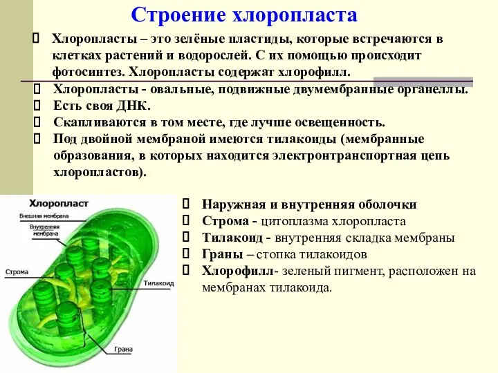 Строение хлоропласта Наружная и внутренняя оболочки Строма - цитоплазма хлоропласта Тилакоид