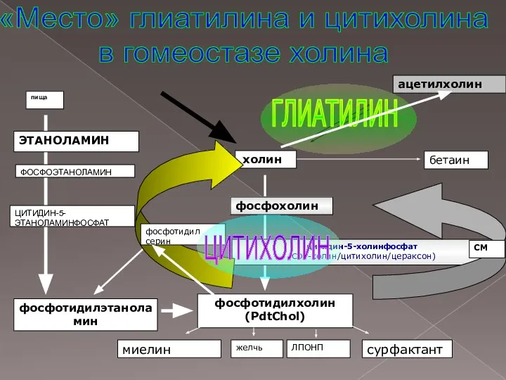 «Место» глиатилина и цитихолина в гомеостазе холина