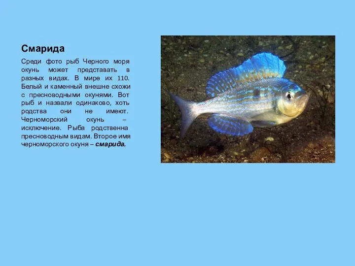 Смарида Среди фото рыб Черного моря окунь может представать в разных