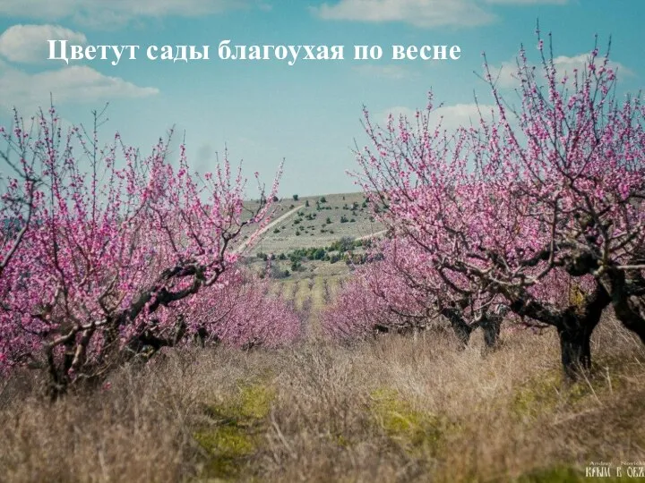 Цветут сады благоухая по весне