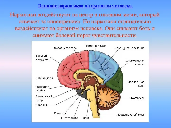 Наркотики воздействуют на центр в головном мозге, который отвечает за «поощрение».