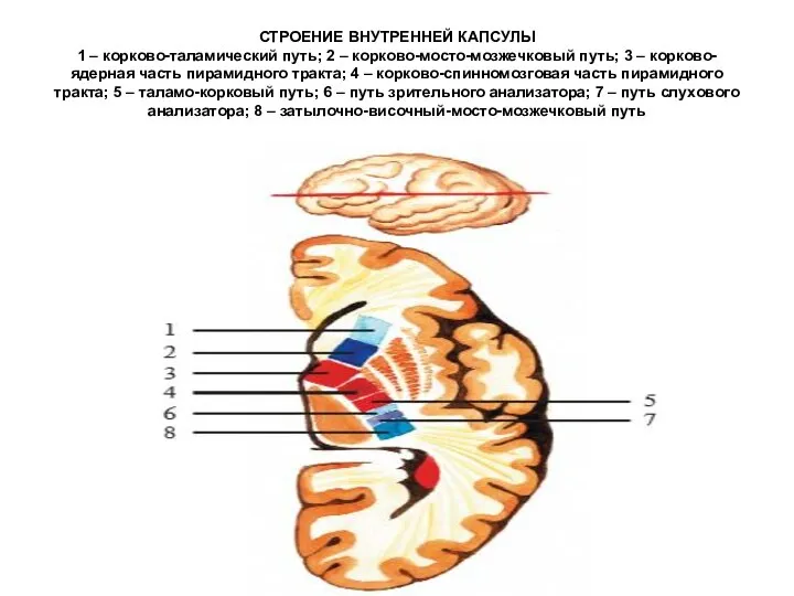 СТРОЕНИЕ ВНУТРЕННЕЙ КАПСУЛЫ 1 – корково-таламический путь; 2 – корково-мосто-мозжечковый путь;