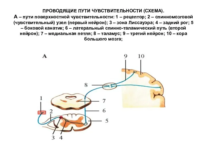 ПРОВОДЯЩИЕ ПУТИ ЧУВСТВИТЕЛЬНОСТИ (СХЕМА). А – пути поверхностной чувствительности: 1 –