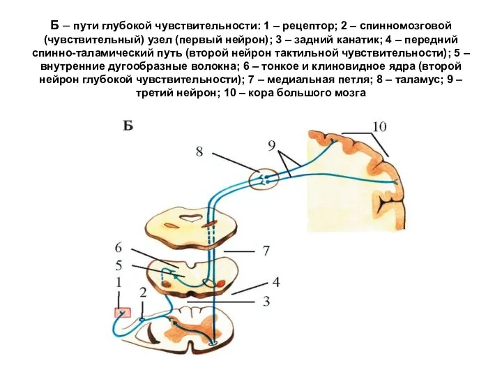 Б – пути глубокой чувствительности: 1 – рецептор; 2 – спинномозговой