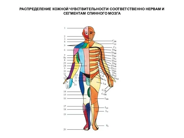 РАСПРЕДЕЛЕНИЕ КОЖНОЙ ЧУВСТВИТЕЛЬНОСТИ СООТВЕТСТВЕННО НЕРВАМ И СЕГМЕНТАМ СПИННОГО МОЗГА