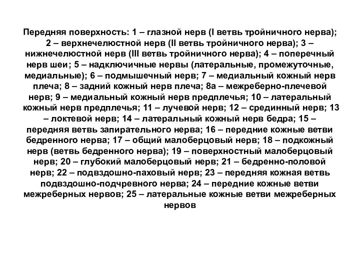 Передняя поверхность: 1 – глазной нерв (I ветвь тройничного нерва); 2