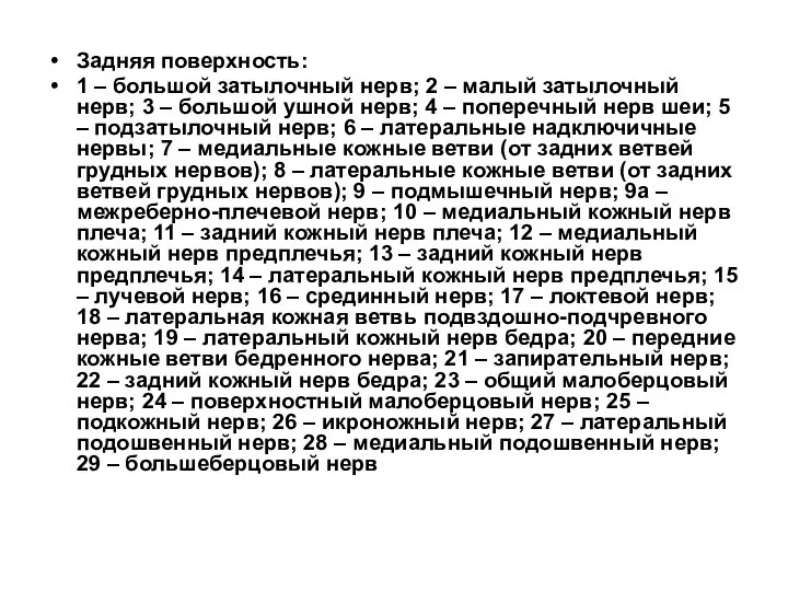 Задняя поверхность: 1 – большой затылочный нерв; 2 – малый затылочный