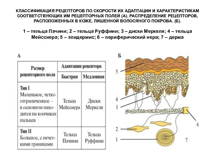 КЛАССИФИКАЦИЯ РЕЦЕПТОРОВ ПО СКОРОСТИ ИХ АДАПТАЦИИ И ХАРАКТЕРИСТИКАМ СООТВЕТСТВУЮЩИХ ИМ РЕЦЕПТОРНЫХ