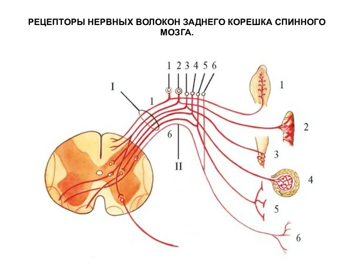 РЕЦЕПТОРЫ НЕРВНЫХ ВОЛОКОН ЗАДНЕГО КОРЕШКА СПИННОГО МОЗГА.