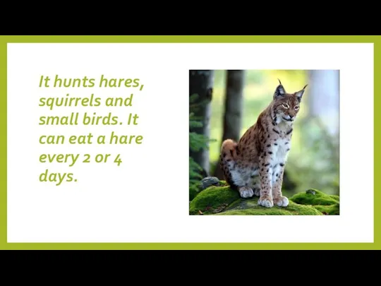 It hunts hares, squirrels and small birds. It can eat a