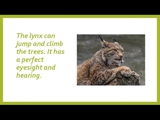 The lynx can jump and climb the trees. It has a perfect eyesight and hearing.