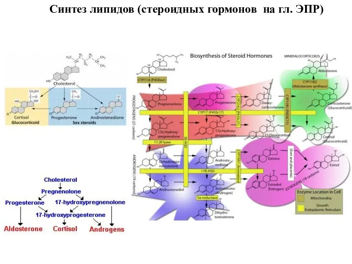 Синтез липидов (стероидных гормонов на гл. ЭПР)