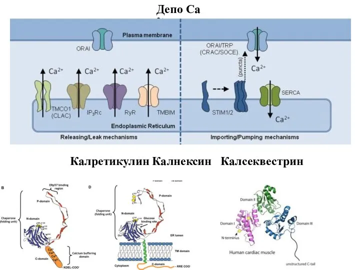 Депо Са 2+ Калретикулин Калнексин Калсеквестрин