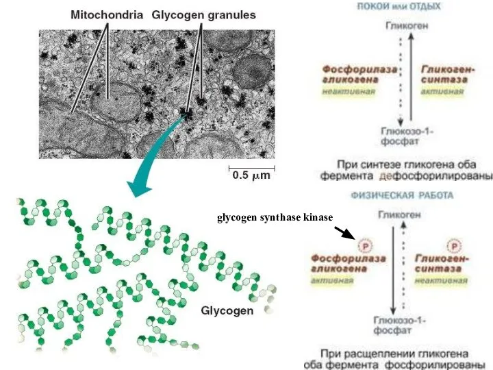 glycogen synthase kinase