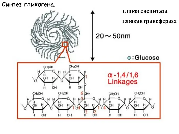 Синтез гликогена. гликогенсинтаза глюкантрансфераза