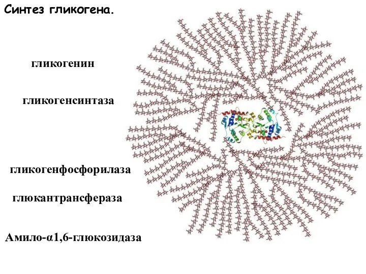 гликогенин гликогенсинтаза глюкантрансфераза гликогенфосфорилаза Синтез гликогена. Амило-α1,6-глюкозидаза