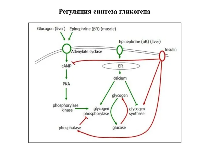 Регуляция синтеза гликогена