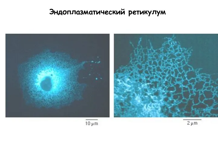 Эндоплазматический ретикулум