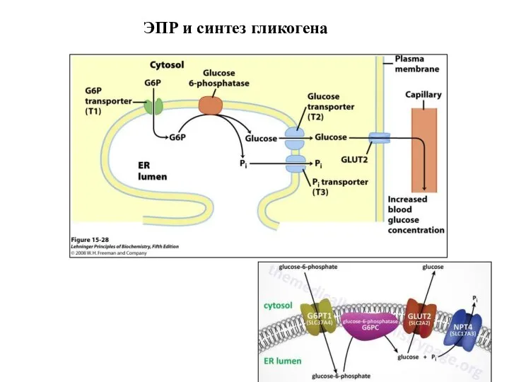 ЭПР и синтез гликогена