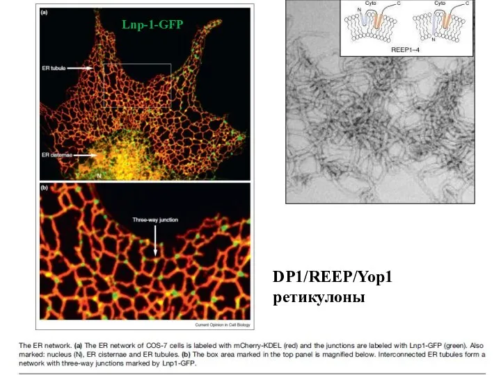 Lnp-1-GFP DP1/REEP/Yop1 ретикулоны