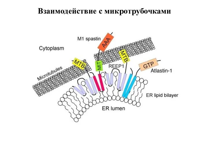 Взаимодействие с микротрубочками