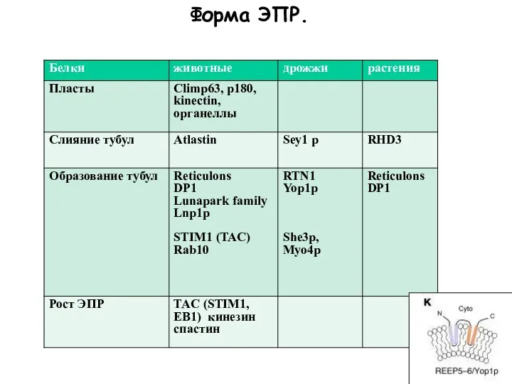 Форма ЭПР.