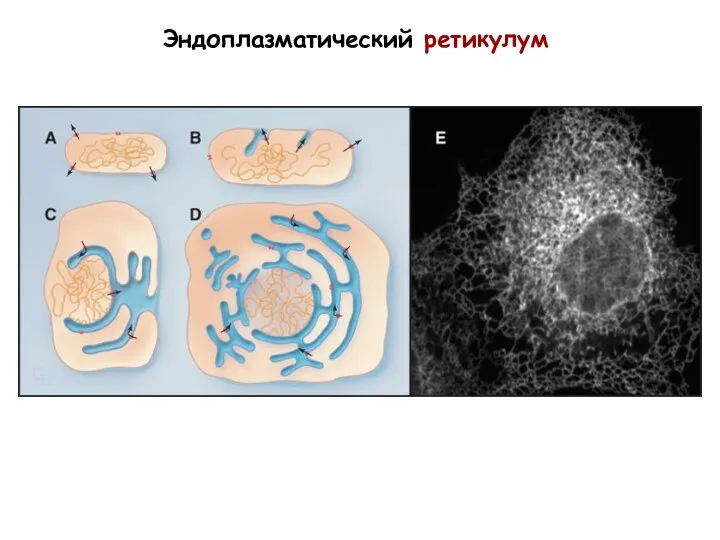 Эндоплазматический ретикулум